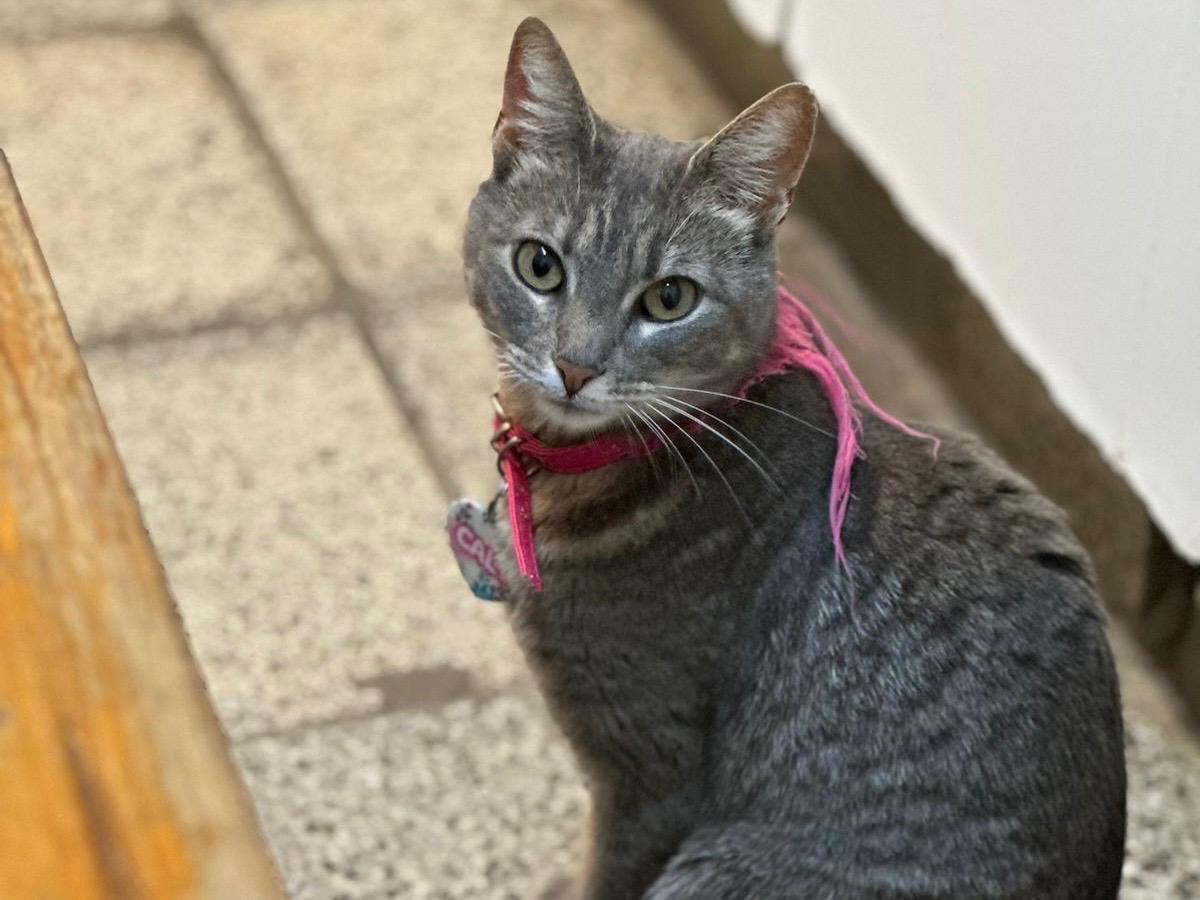 Nuevas ubicaciones de los quirófanos móviles para animales