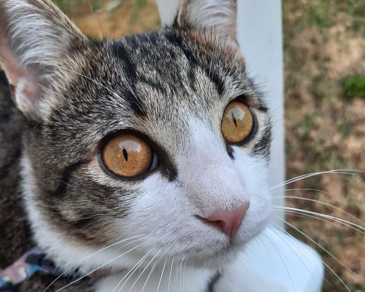 Nuevas ubicaciones de los quirófanos móviles para animales